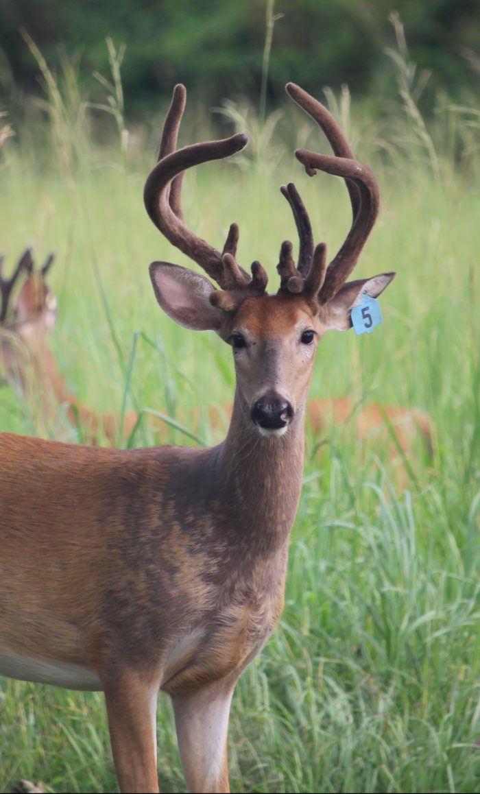 Golden Ranch Whitetails Breeding & Semen Production